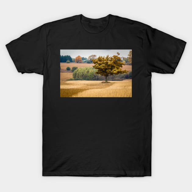 Fall Tree In Field T-Shirt by Robert Alsop